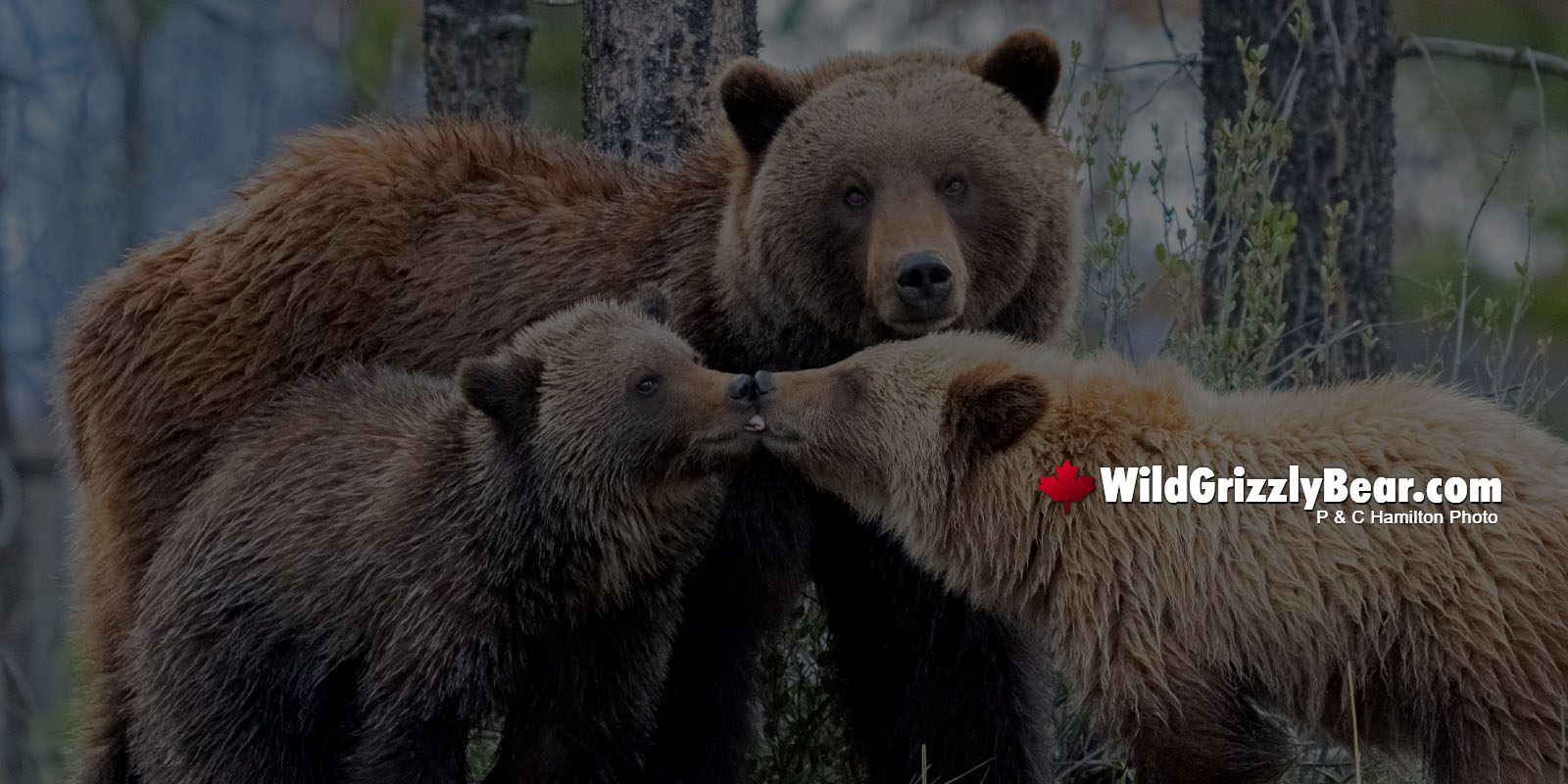 wildgrizzlybear.com logo